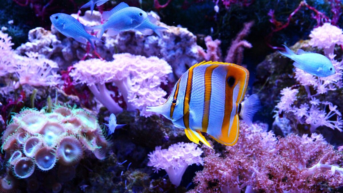 תאורה לאקווריום