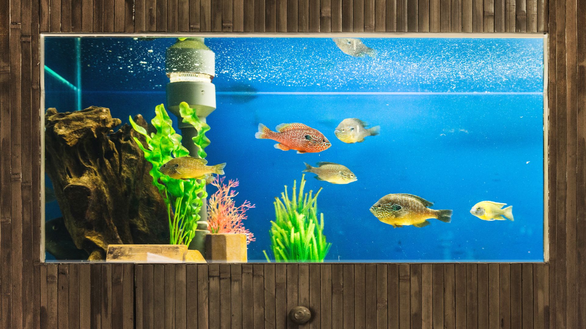 איך לבחור אקווריום גדול שמתאים לבית שלך