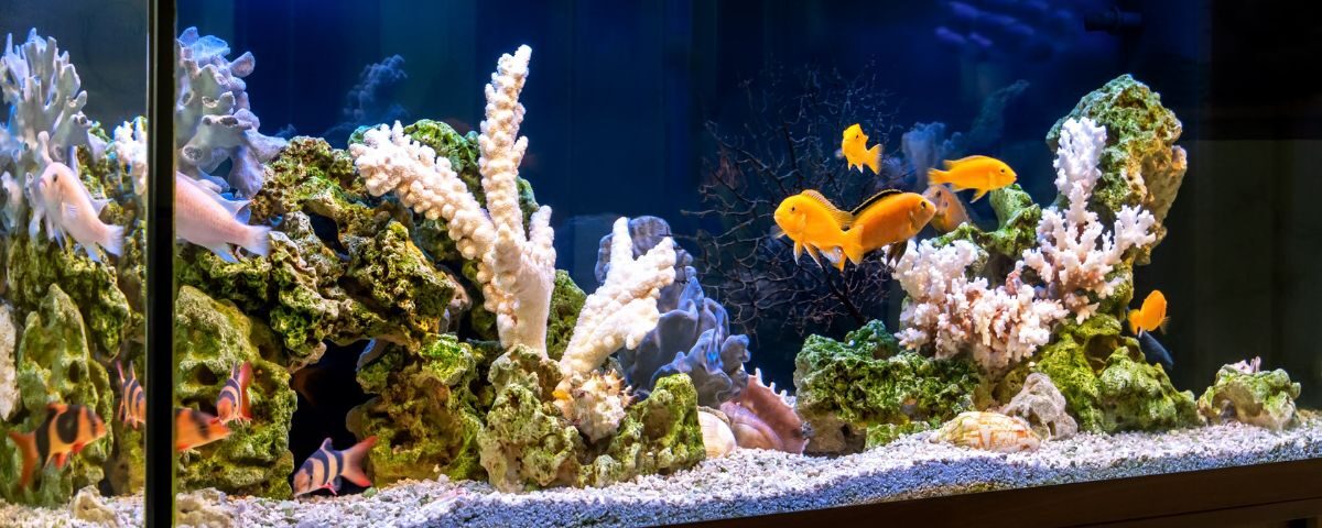 מה חשוב לדעת על אקווריום מחיר לפני הקנייה